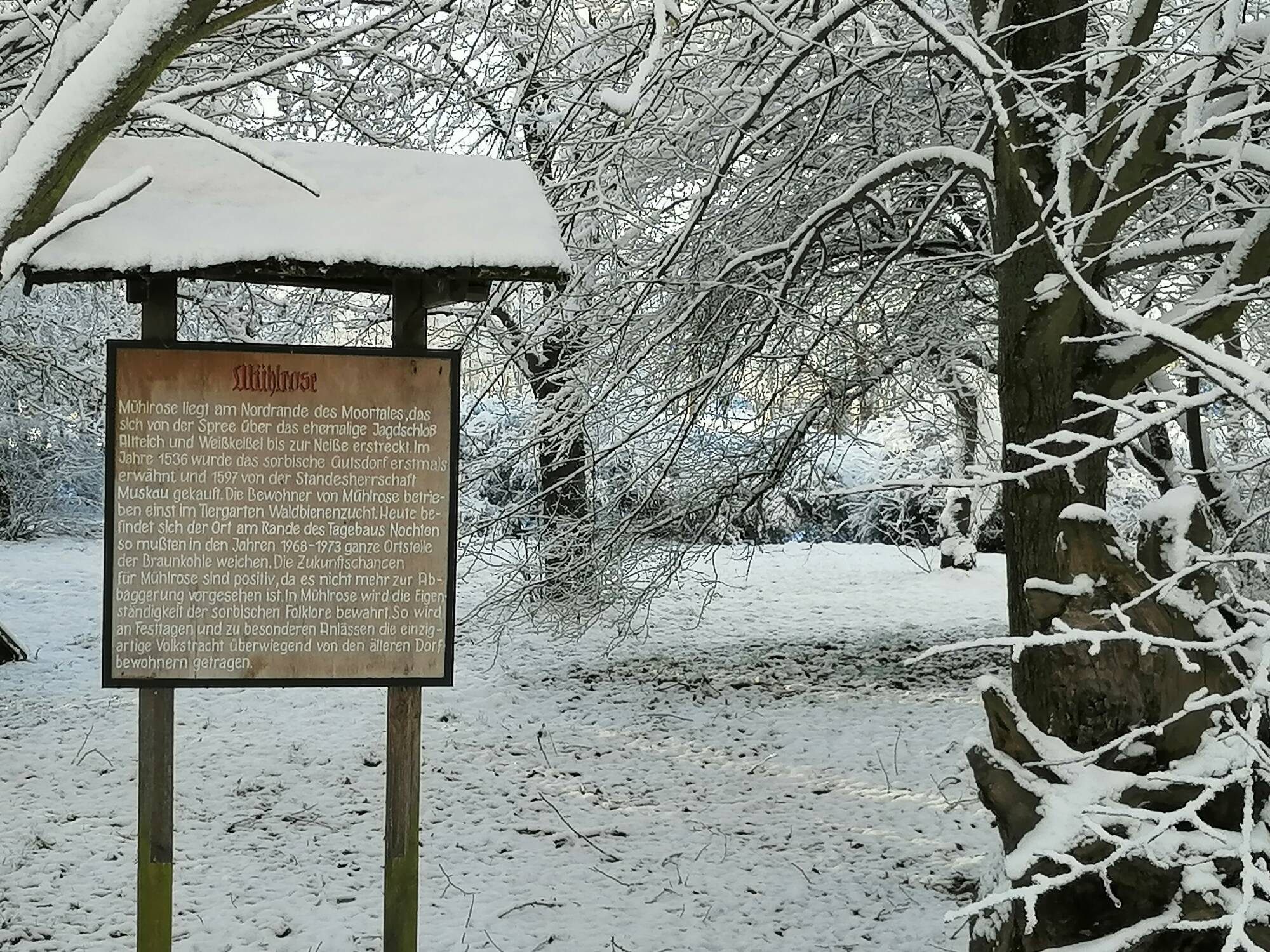 Mühlrose im Winter